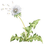 Logo OGS Pusteblume