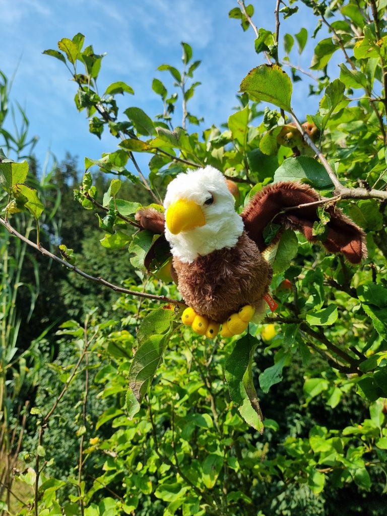 Adler- Plüschtier braun mit weißem Kopf, sitzt im Gebüsch